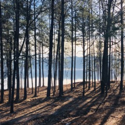 Land Clearing